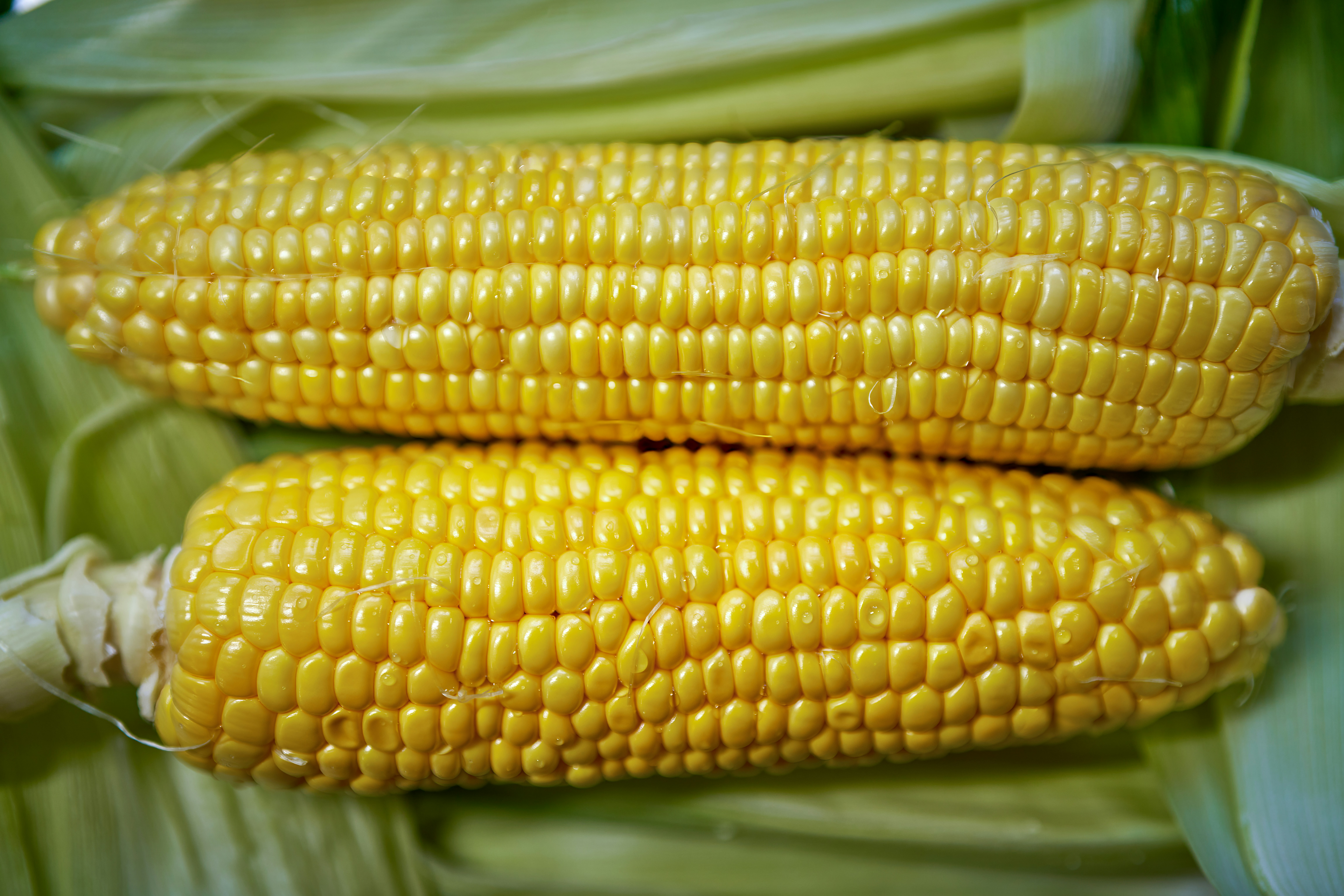 A close-up of beautiful, ripe yellow corn kernels, representing heritage ingredients.
