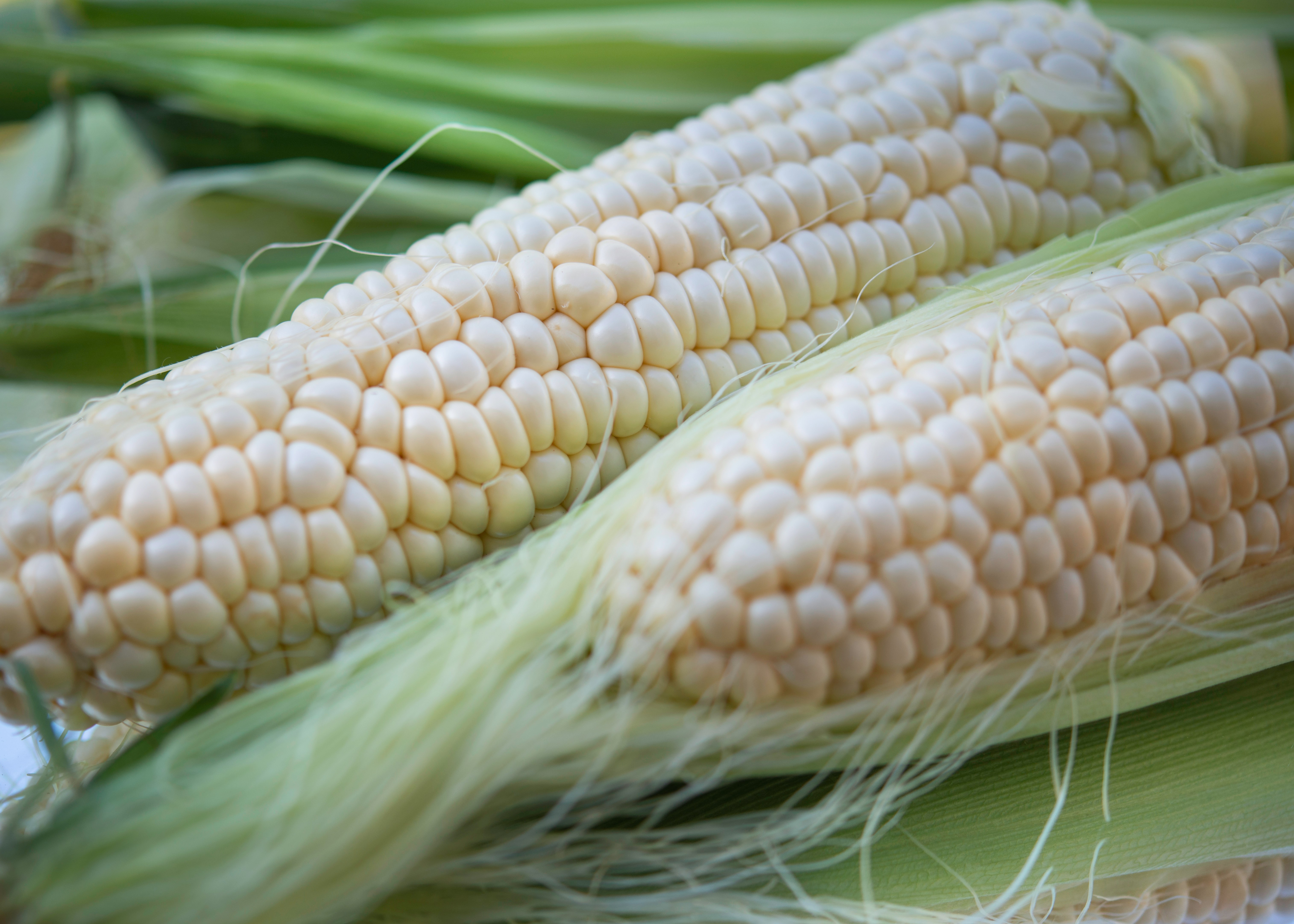 Fresh corn on the cob on a green textile.